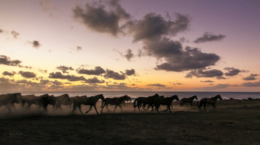 Wild Horses