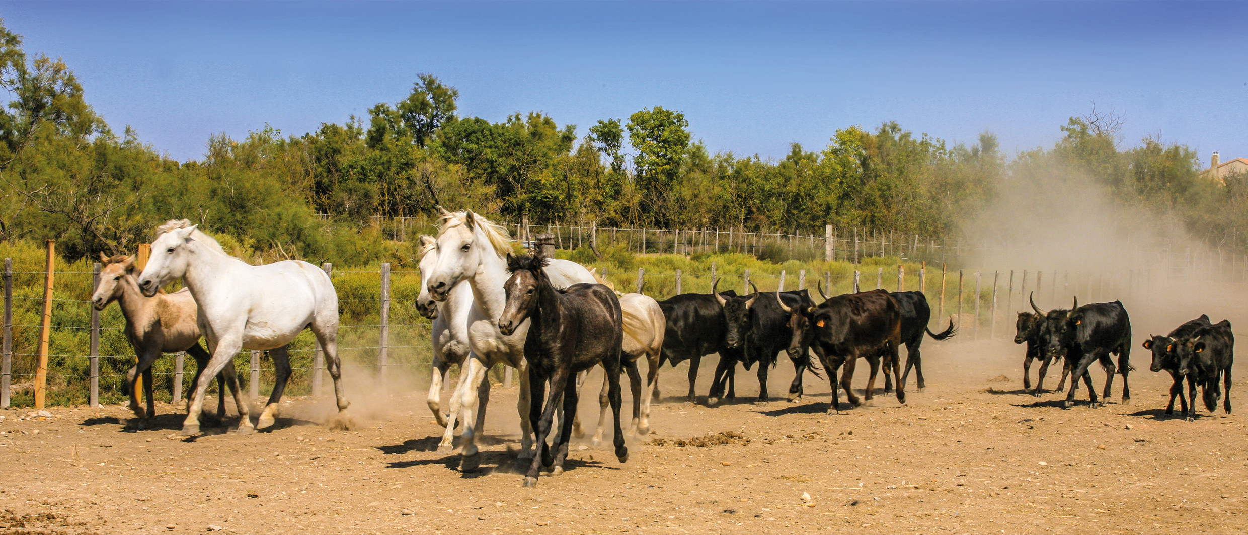 wild horses