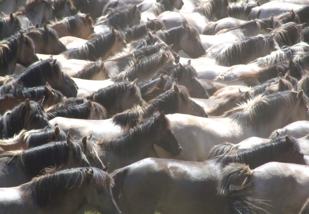 Wild Horses