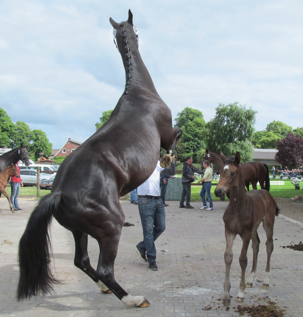 wild horses ...