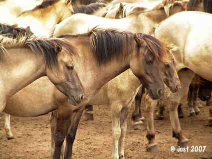 Wild Horses