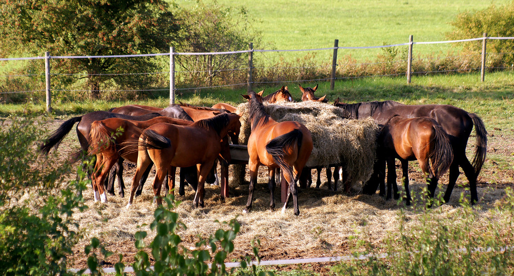 wild horses