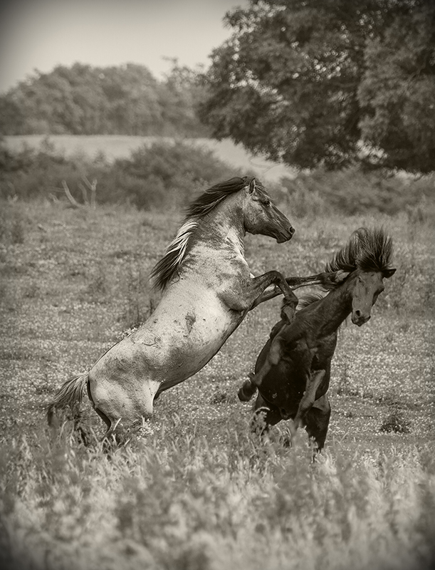 Wild Horses