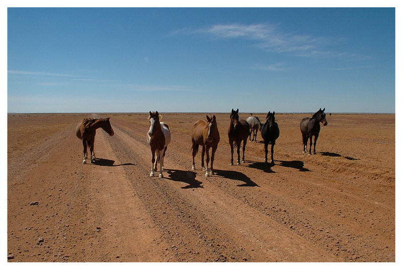 Wild horses