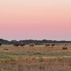 Wild Horses