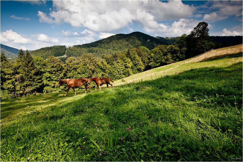 "Wild Horses"