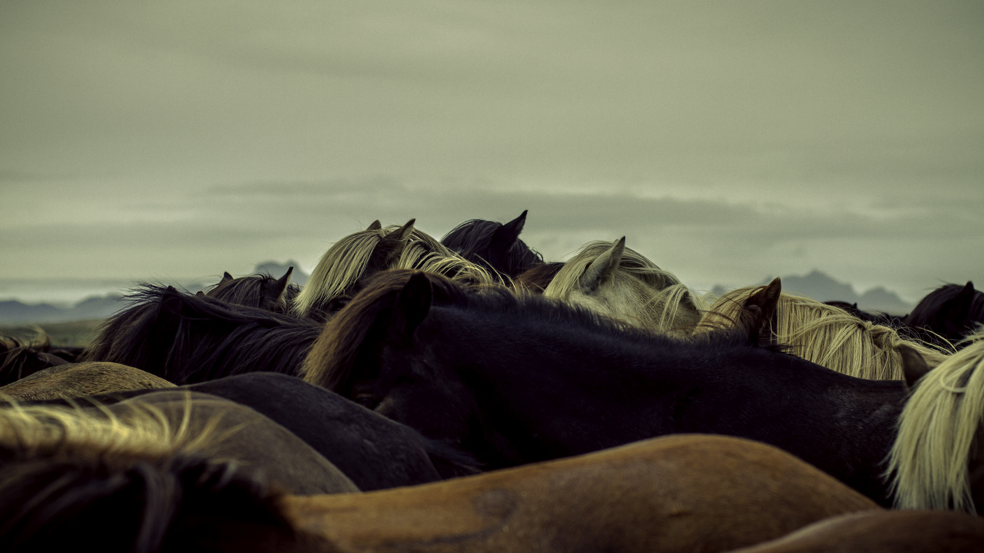 Wild Horses