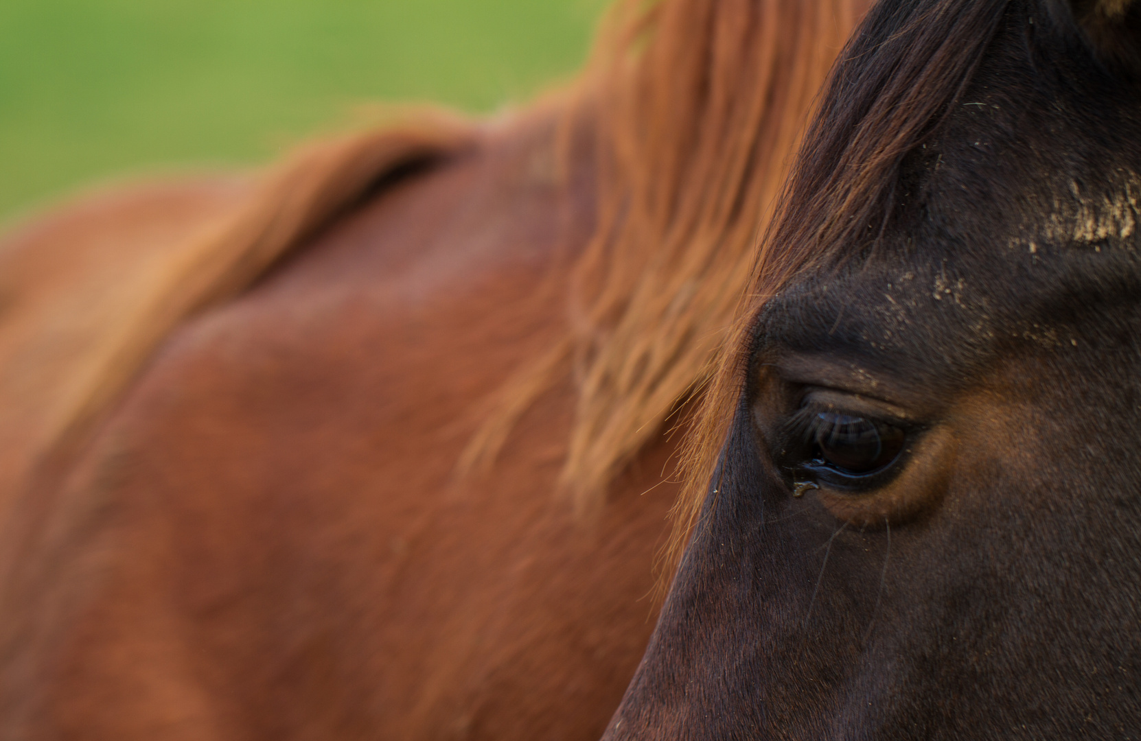 Wild Horses