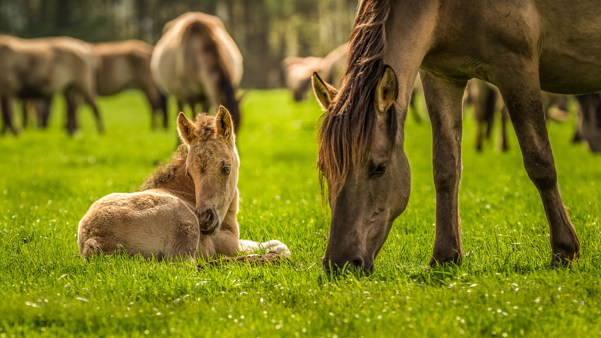 Wild Horses