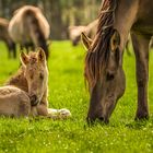 Wild Horses