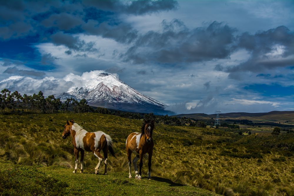 wild horses are coming back