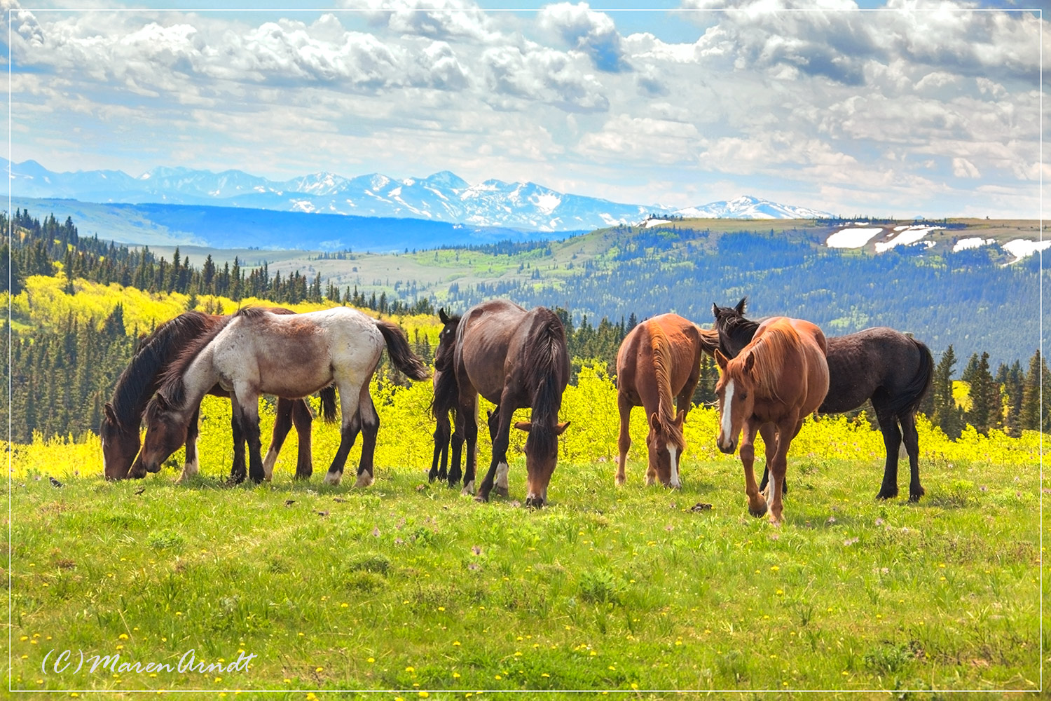 Wild Horses