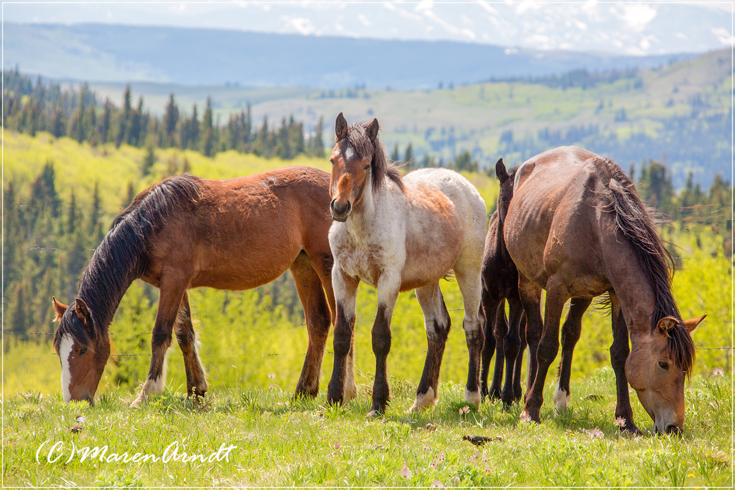 Wild Horses crossing