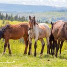 Wild Horses crossing