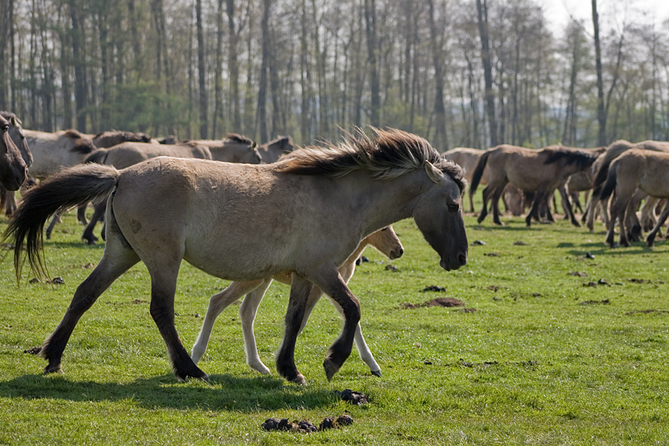 Wild Horses - Dülmener Wildpferde IV.