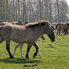 Wild Horses - Dülmener Wildpferde IV.