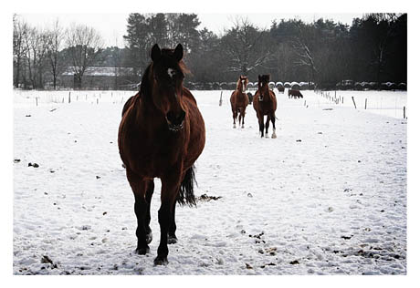 Wild Horses