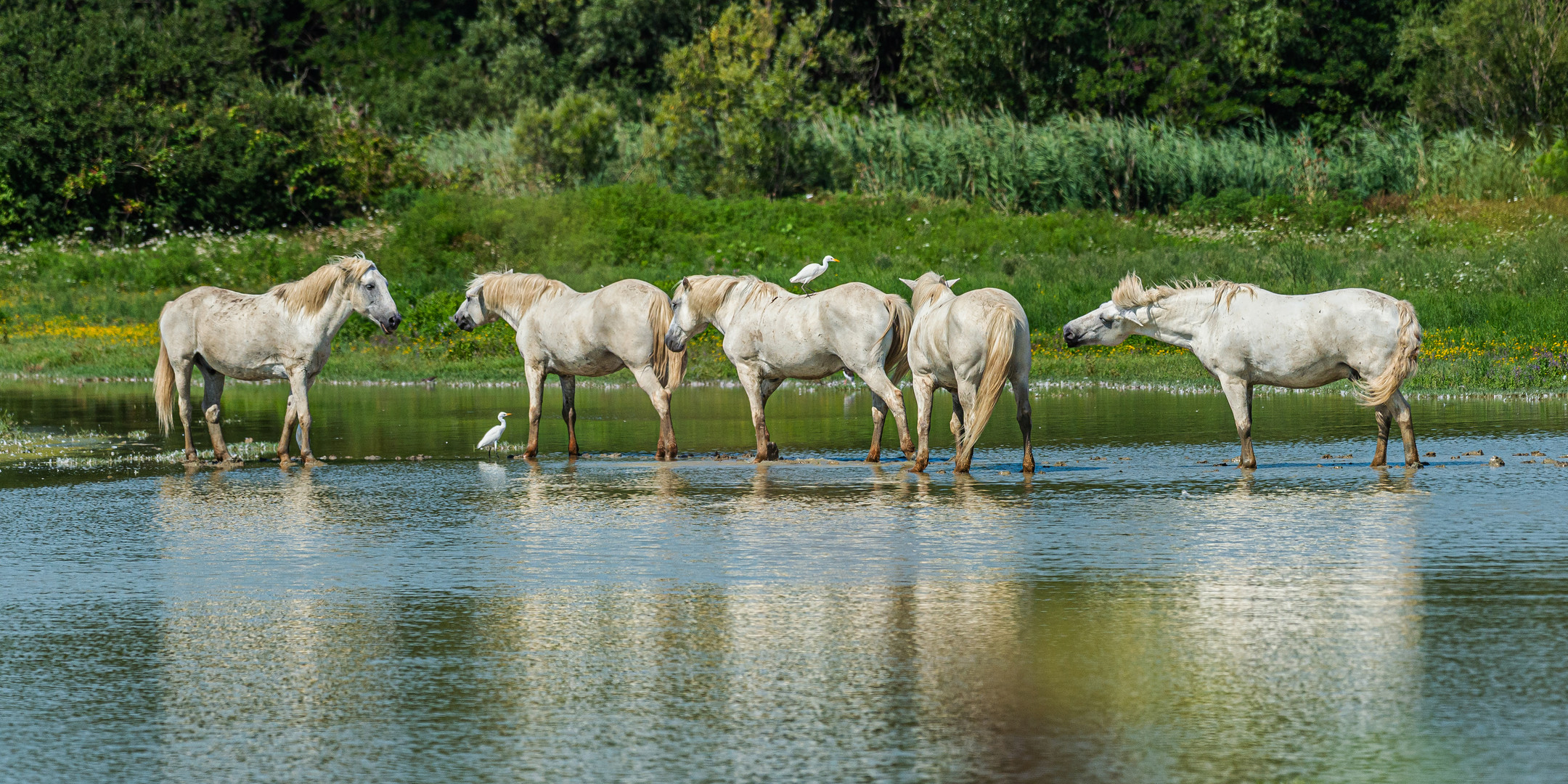 Wild horses