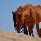 wild horses from Aus