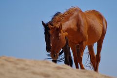 wild horses from Aus