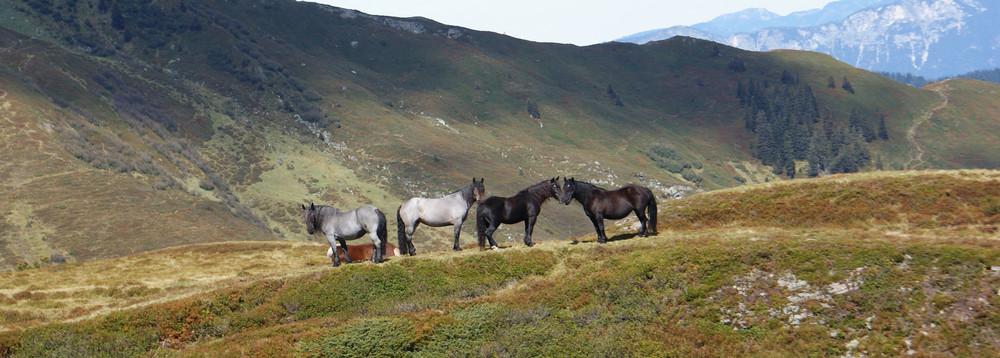 Wild Horses *g* (Noriker)