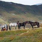 Wild Horses *g* (Noriker)