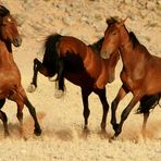 Wild Horses I