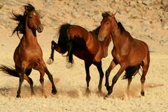 Wild Horses I