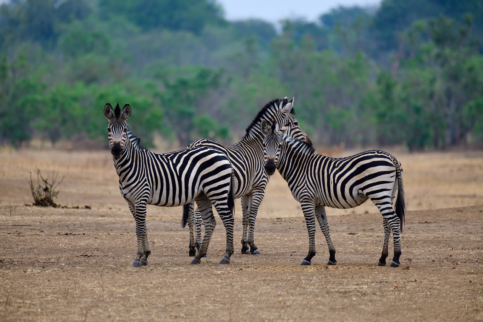 WIld horses II