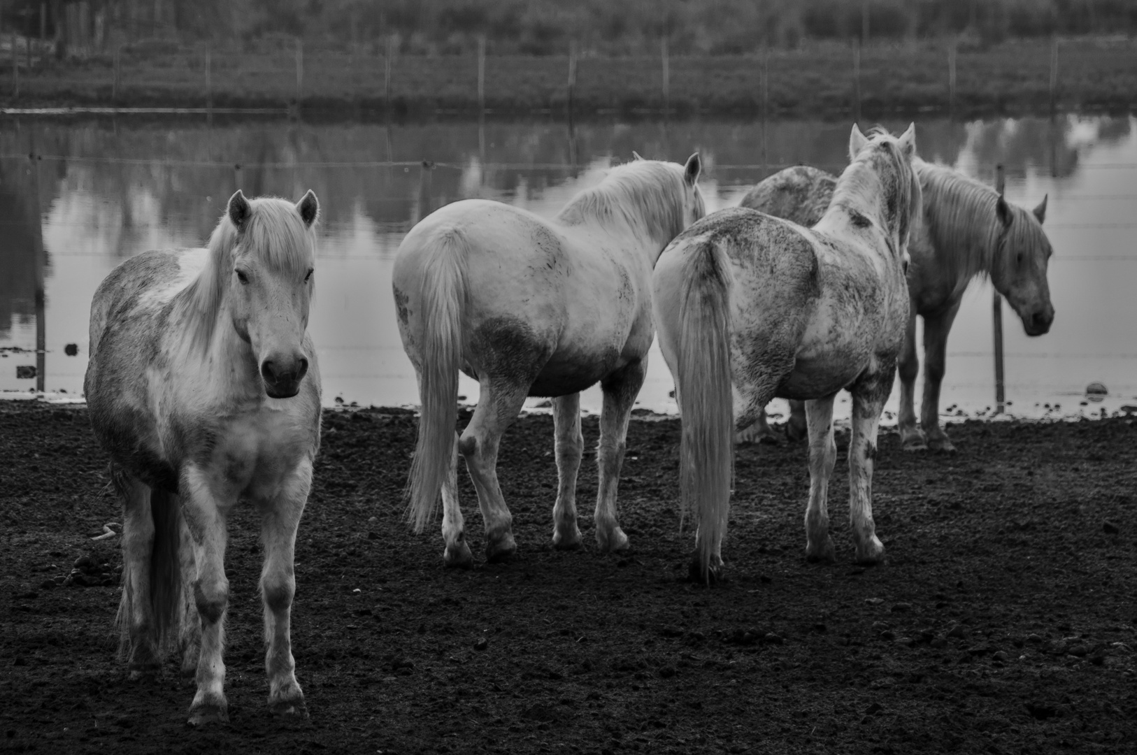 "Wild" horses in Camargue