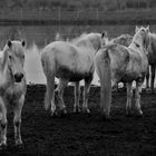 "Wild" horses in Camargue