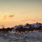 Wild Horses in Diulino Passage, Bulgaria