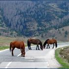 Wild Horses in Serbia - Part Two