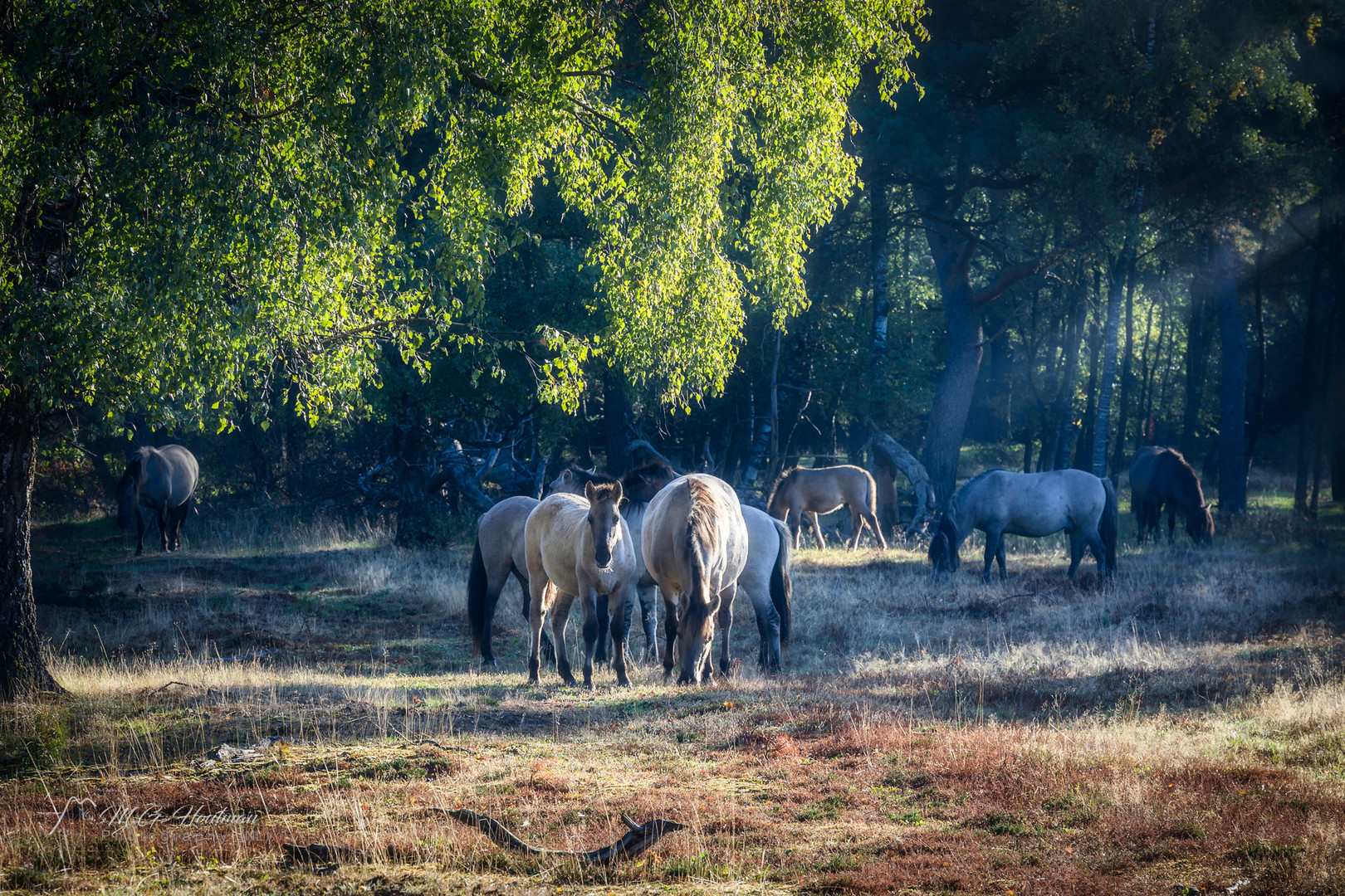 Wild Horses in the forest