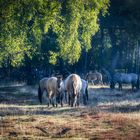 Wild Horses in the forest