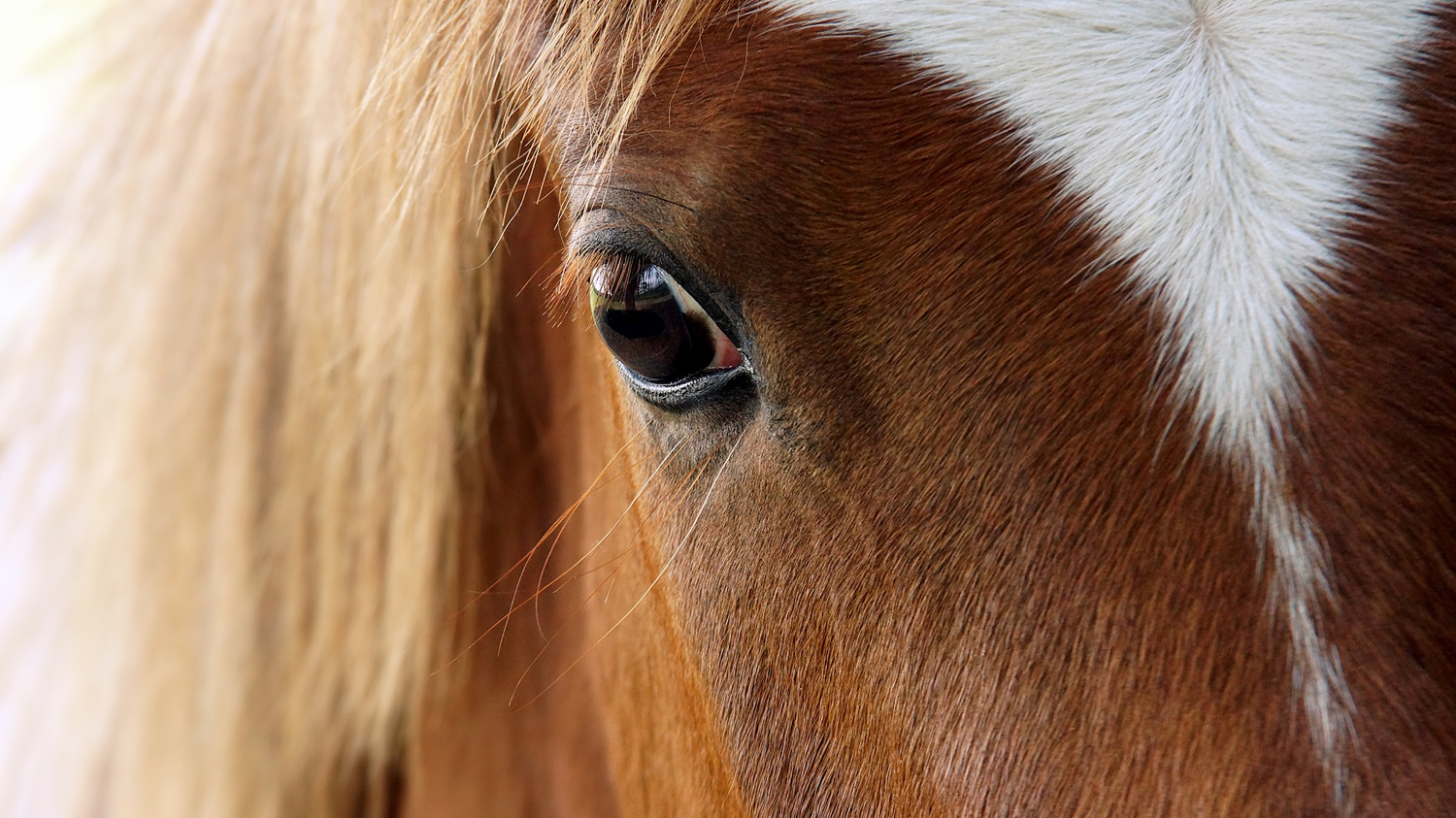 wild horses - oder auf den Spuren von Tim Flach