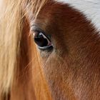 wild horses - oder auf den Spuren von Tim Flach