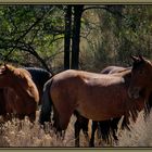 Wild horses of Nevada