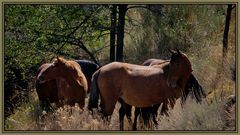 Wild horses of Nevada