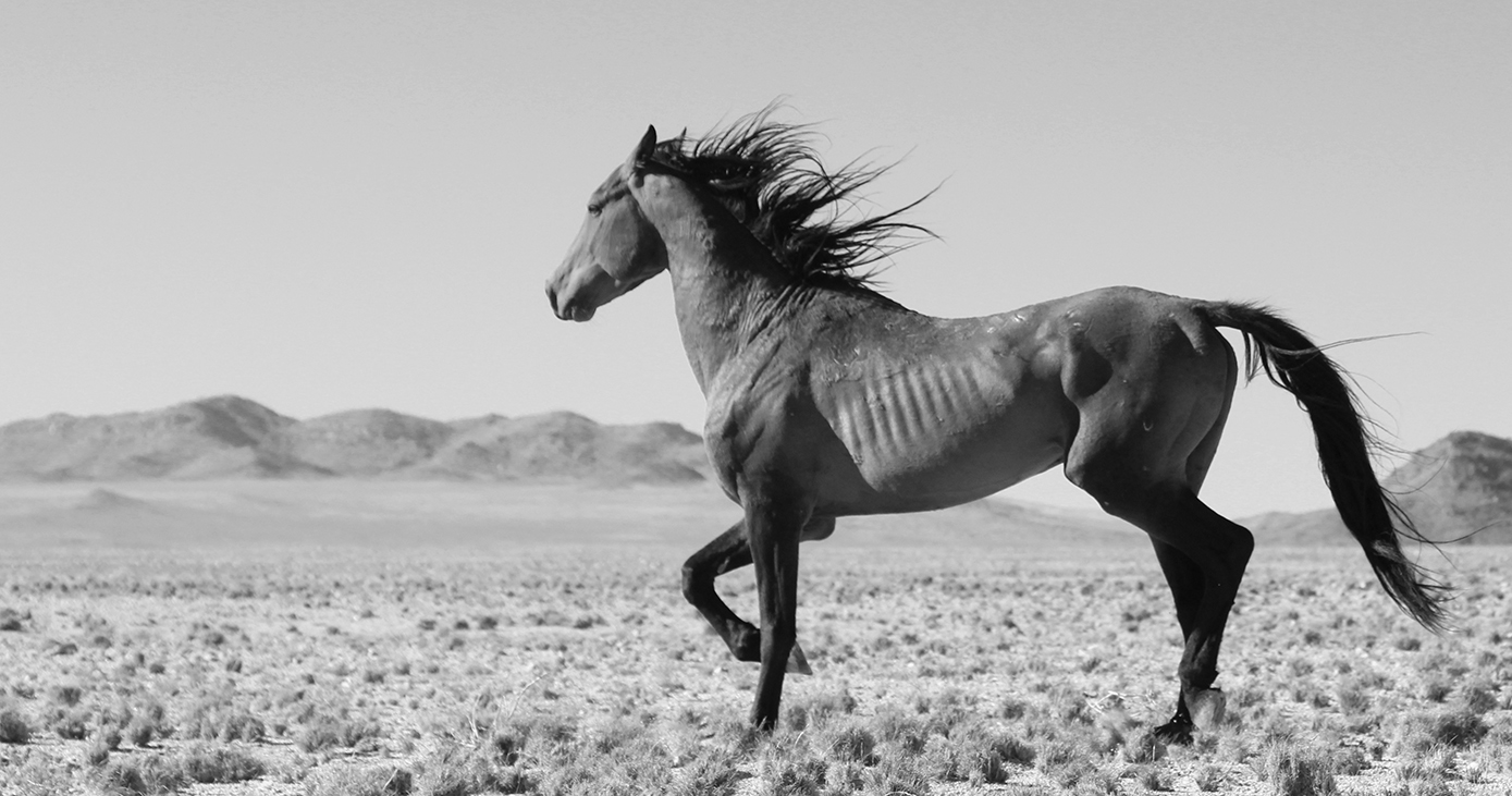 Wild horses of the Namib