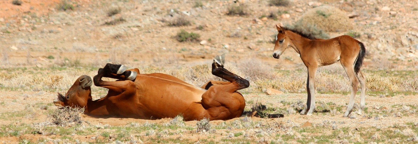 Wild horses of the Namib - Stute mit Fohlen