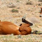 Wild horses of the Namib - Stute mit Fohlen