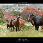 Wild Horses on Asinara Island, Sardinia