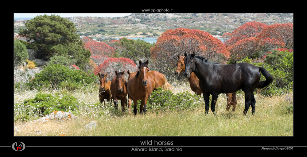 Wild Horses on Asinara Island, Sardinia