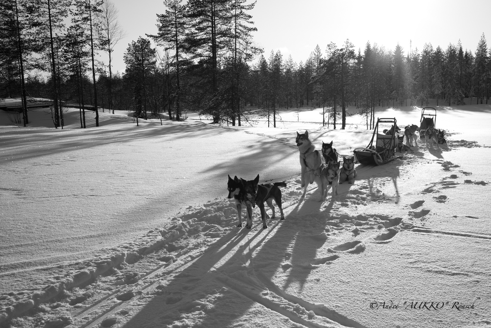 "WILD HUSKY TRACK"