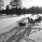 "WILD HUSKY TRACK"