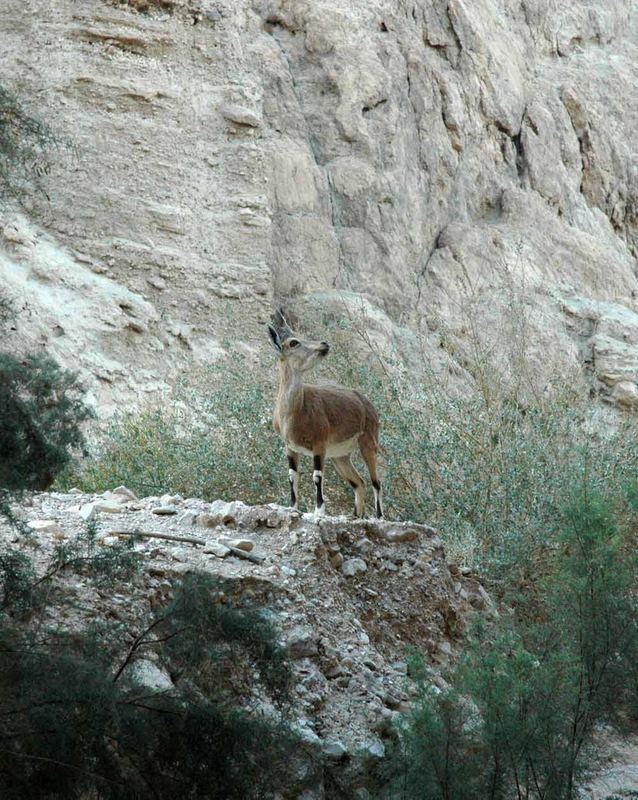 wild ibex in Ein Gedi