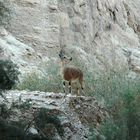 wild ibex in Ein Gedi