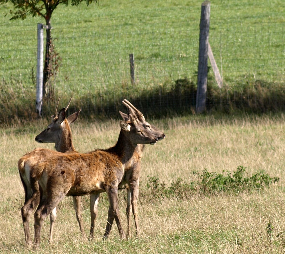 Wild... im Erzgebirge