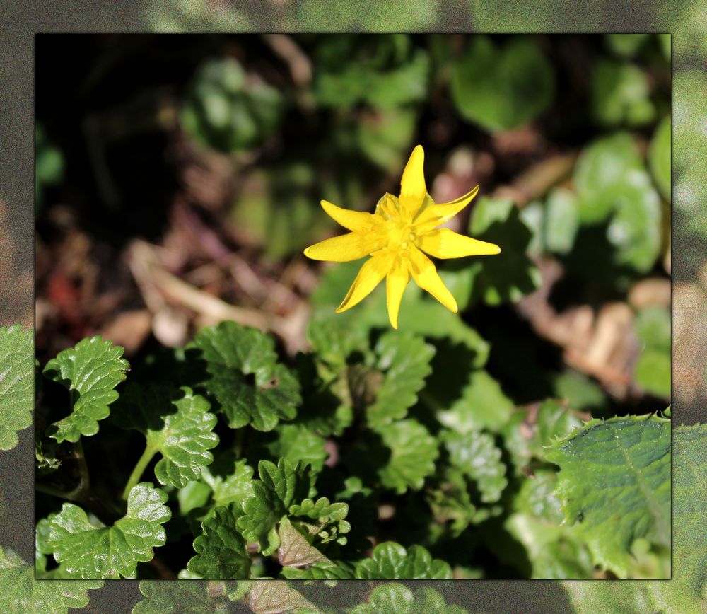 wild im Garten Foto &amp; Bild outdoor, natur